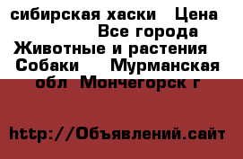 l: сибирская хаски › Цена ­ 10 000 - Все города Животные и растения » Собаки   . Мурманская обл.,Мончегорск г.